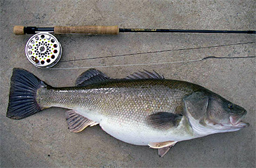 2482_Creole Perch_Percichthys trucha.jpg